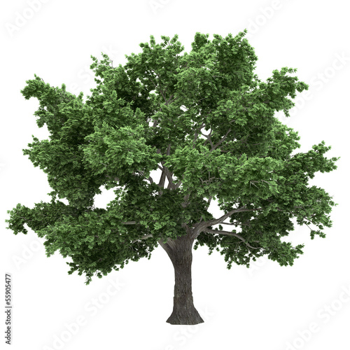 Canadian Maple Tree Isolated
