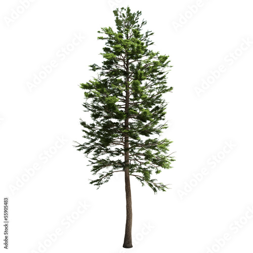Tall American Pine Tree Isolated