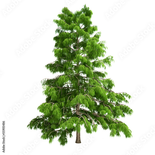 Cedar Tree Isolated