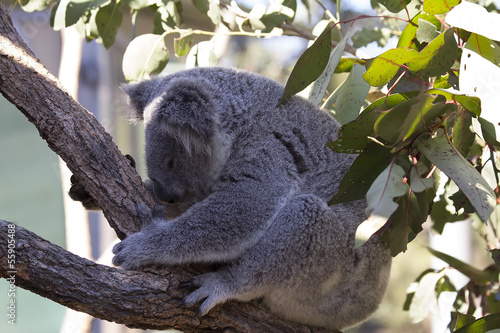 Fototapeta Naklejka Na Ścianę i Meble -  Sleeping Koala