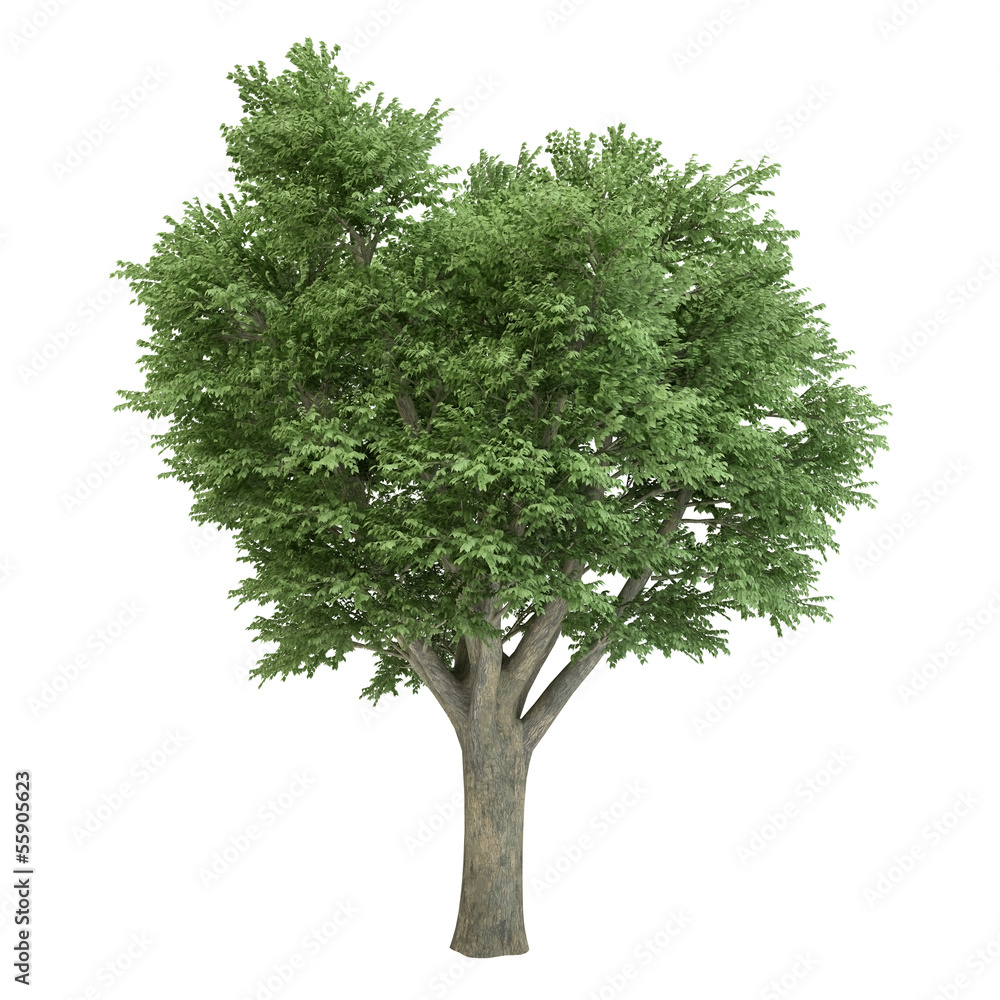 Fototapeta premium Ulmus Tree Isolated