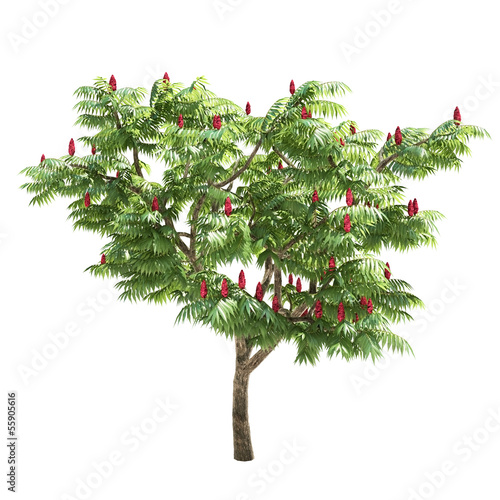 Φωτογραφία Rhus Tree Isolated