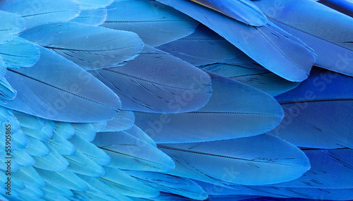 Blue and gold macaw feathers.