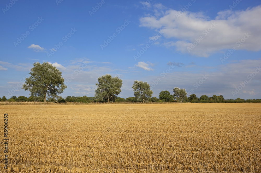 white poplars and stubble