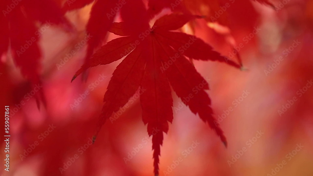 赤い紅葉 クローズアップ