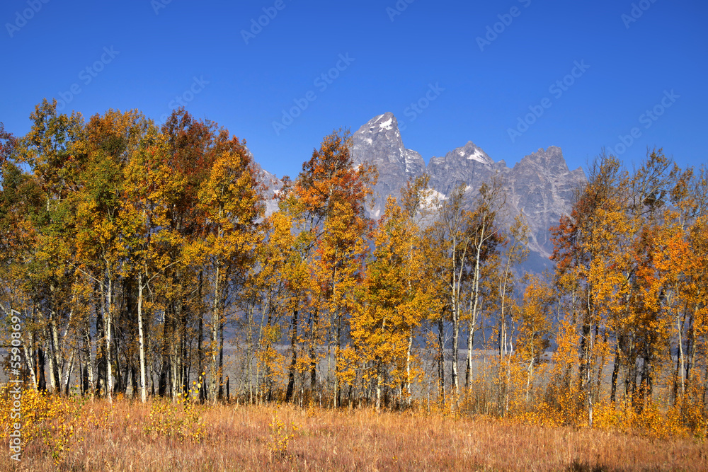 Autumn trees in front of Grand Tetons