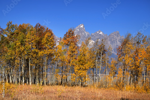 Autumn trees in front of Grand Tetons