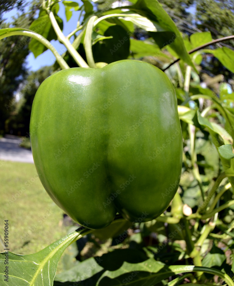 Green Bell Pepper Growing in a Garden Green Bell Pepper Growing in a Garden