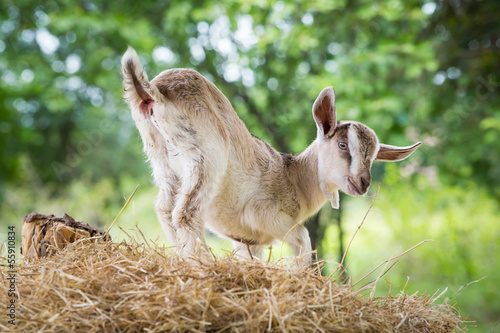 Young goat in farm photo