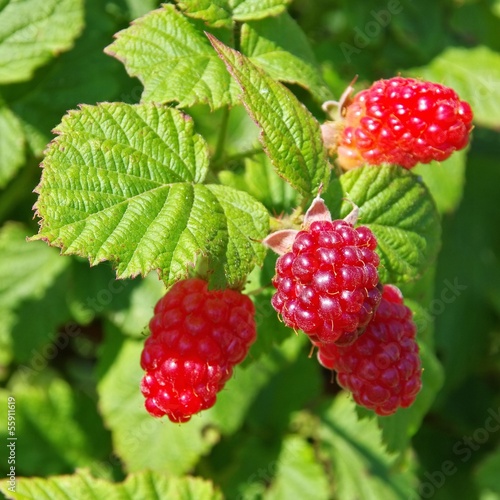 Принти на полотні Tayberry 03