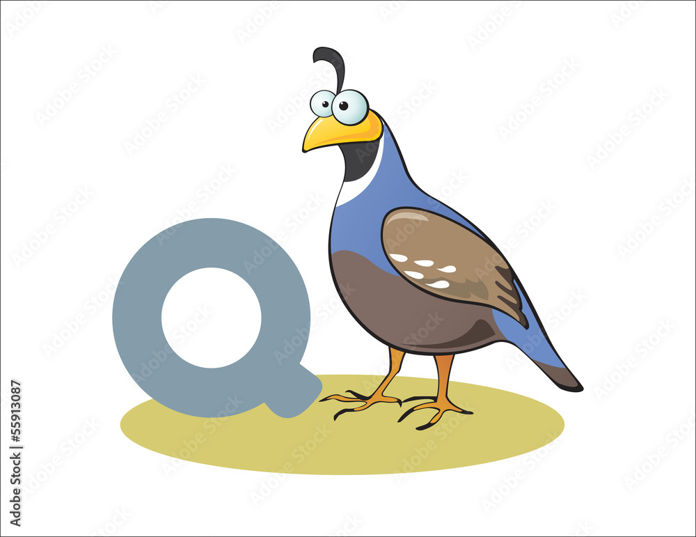 Cartoon Quail and letter Q Stock Vector | Adobe Stock
