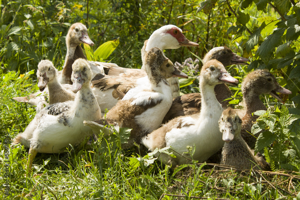 Утка с утятами .