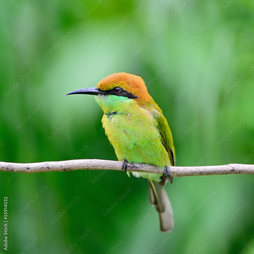 Little Green Bee-eater Little Green Bee-eater