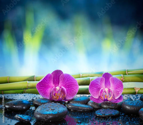 Background orchids stone and bamboo in garden