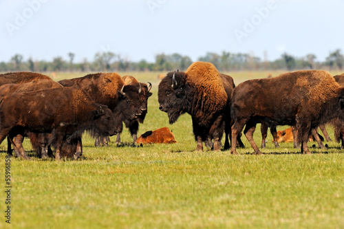 Bison in the southern plains