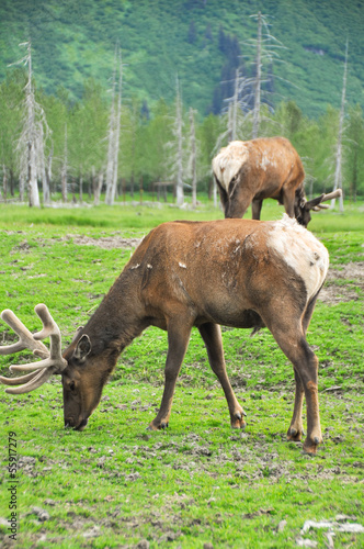 Herd of elk, alaska