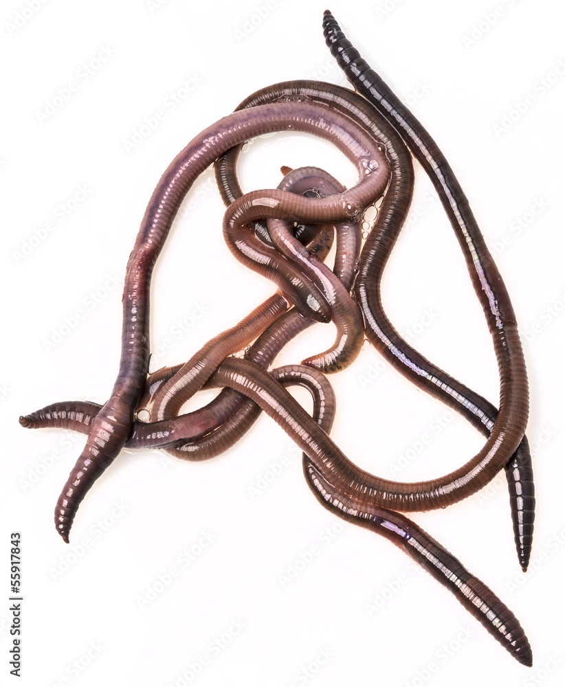 earthworms on a white background earthworms on a white background