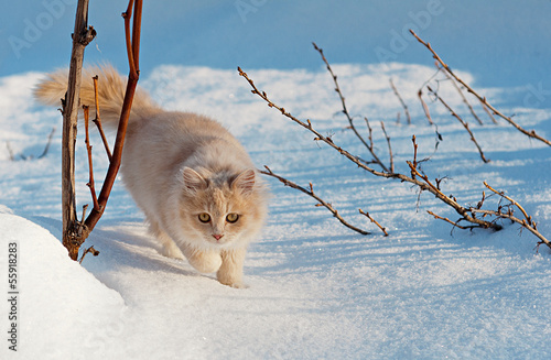 cat gently walking through the snow