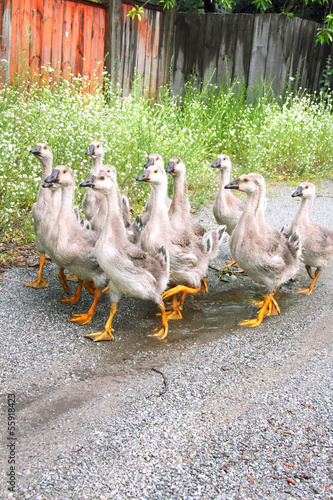 Gaggle of young domestic geese go on the road in a village © taiftin