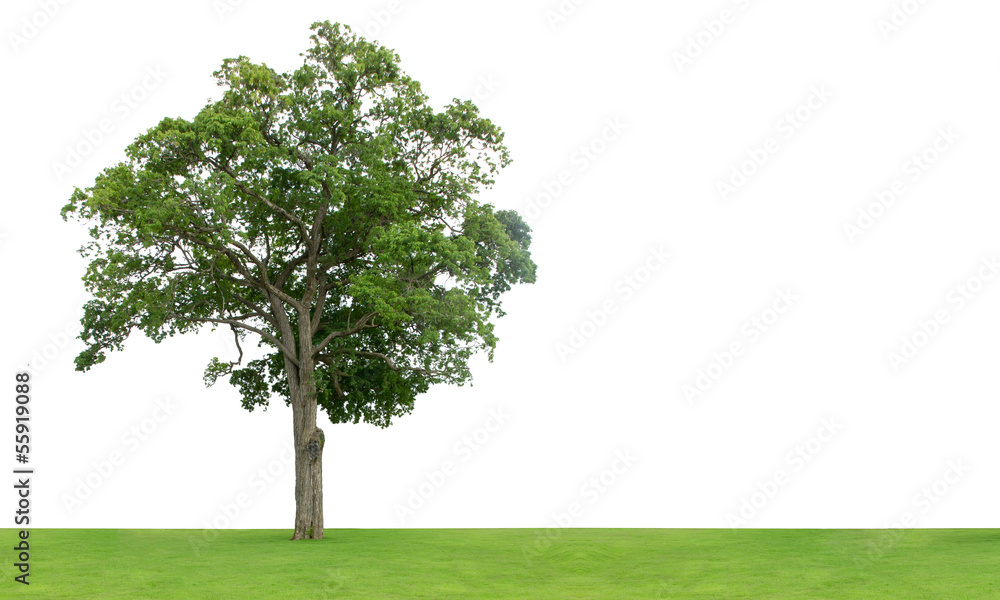 Tree isolated on white background Tree isolated on white background