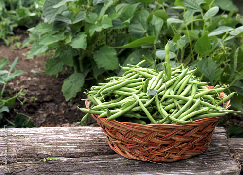 Obraz na plátne green beans picked