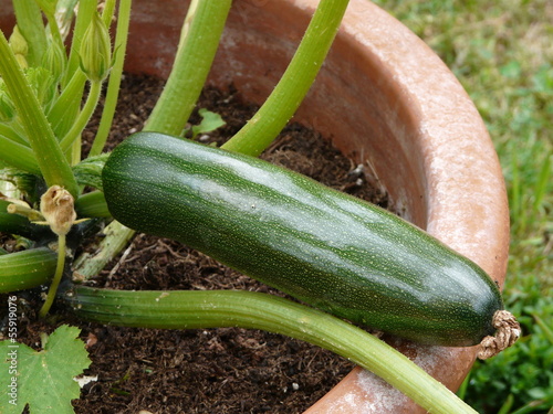 Fotografi courgette en pot