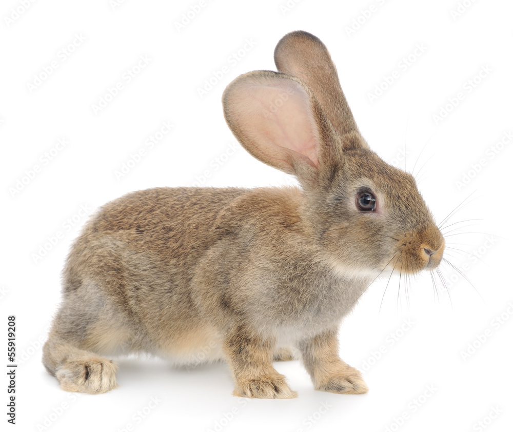Rabbit Rabbit