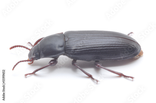 Beetle © Anatolii