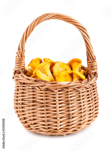 Wicker basket with chanterelle mushrooms