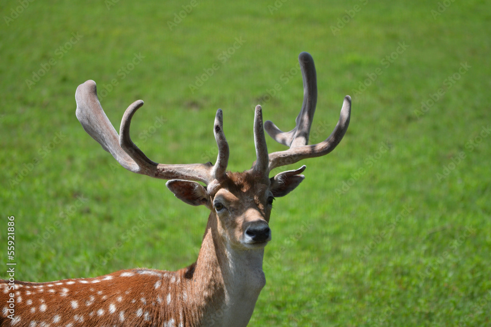 Buck Close Up in a Green Field Buck Close Up in a Green Field