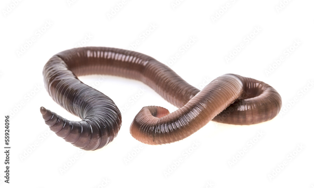 Fototapeta premium earthworm