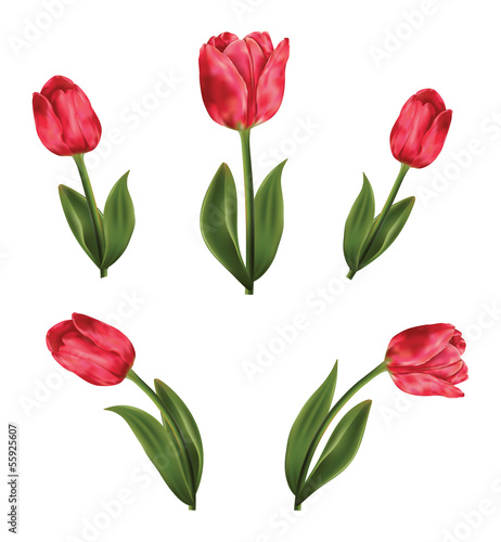 Wallpaper Mural Pink tulips Torontodigital.ca