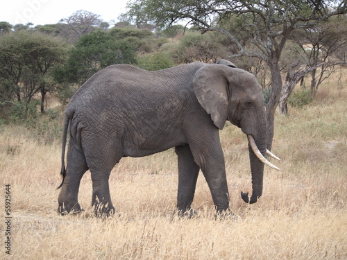 elephant