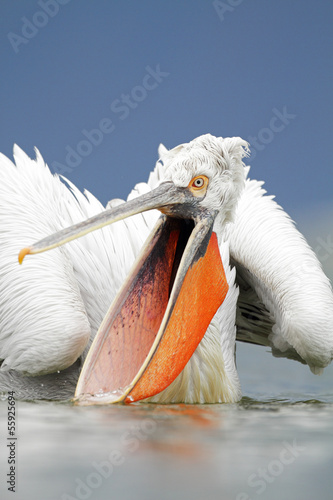 Tablou pe pânză Dalmatian Pelican