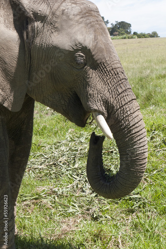 Young African elephant