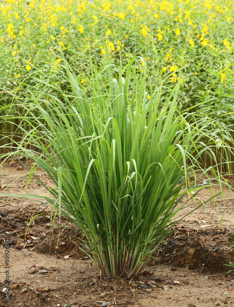 Obraz premium Lemon grass