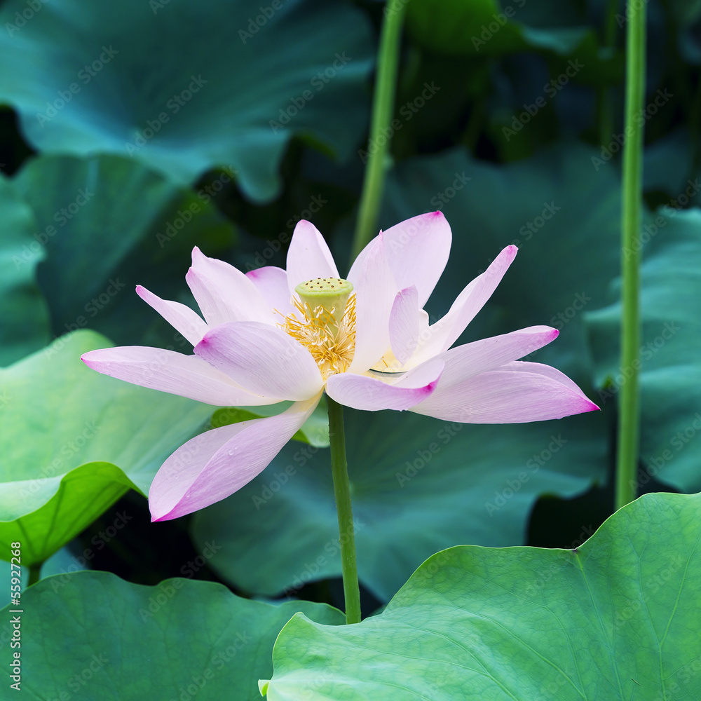 Lotus