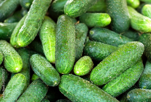 Fresh organic cucumbers from late autumn harvest