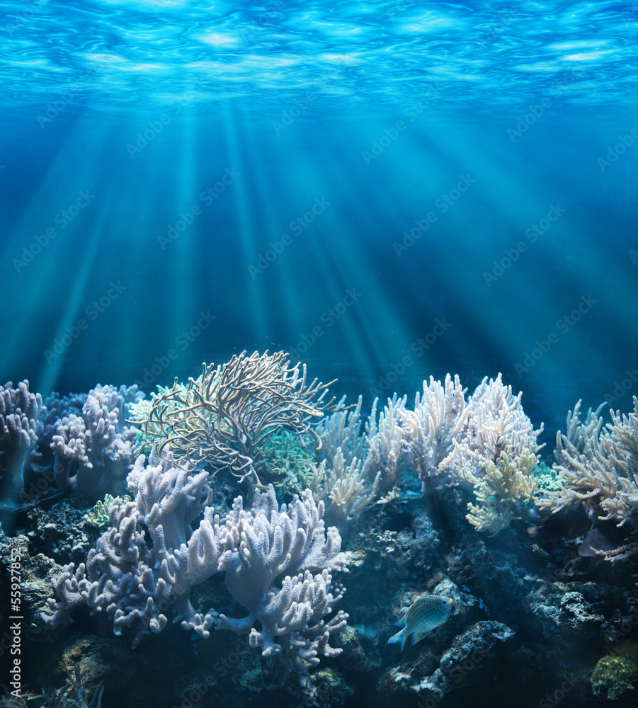 Fototapeta premium Tranquil underwater scene with copy space