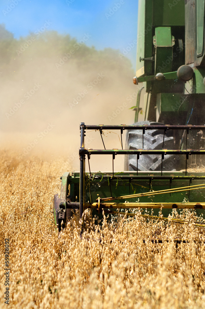 Obraz premium Combine harvesting machinery collecting wheat from the fields