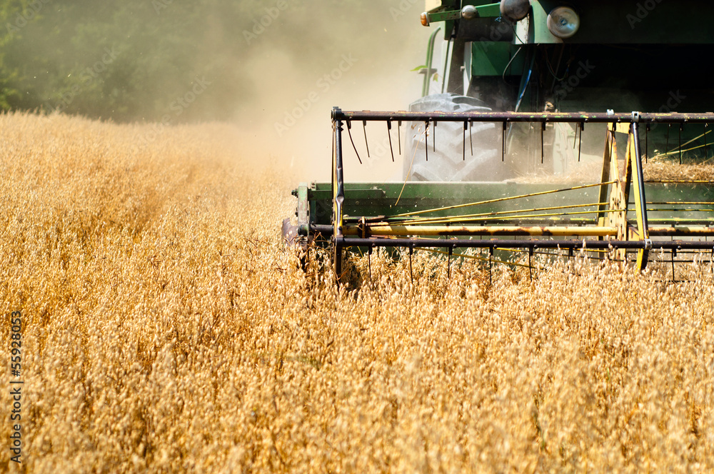 Obraz premium Harvesting machine in wheat crops