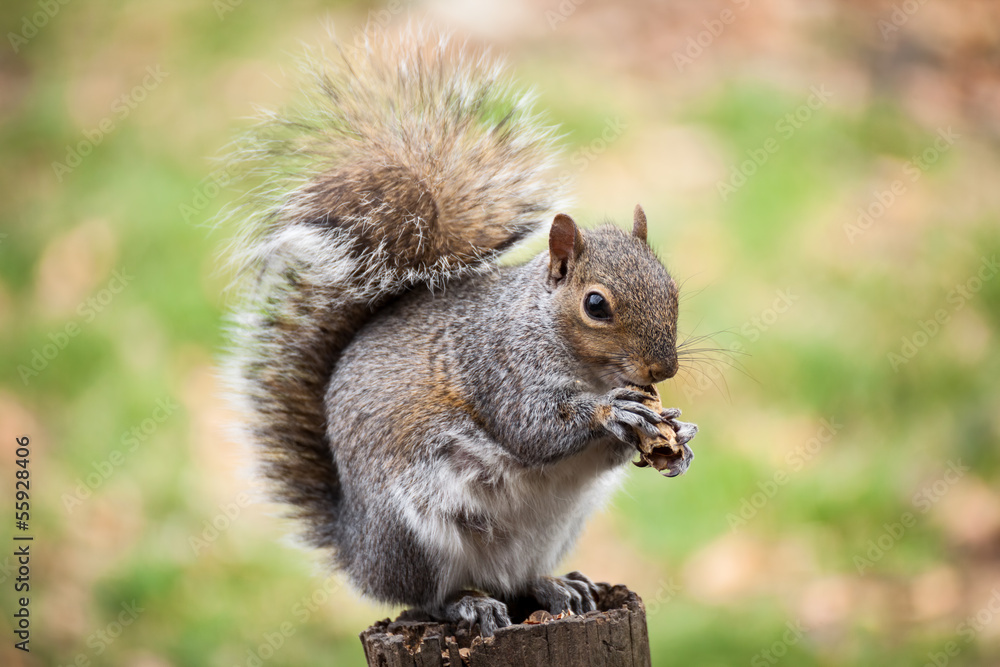Squirrel eating peanut Squirrel eating peanut