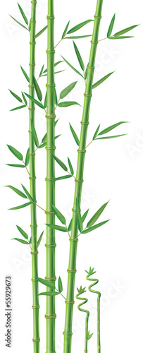 Fototapeta Naklejka Na Ścianę i Meble -  Bamboo illustration