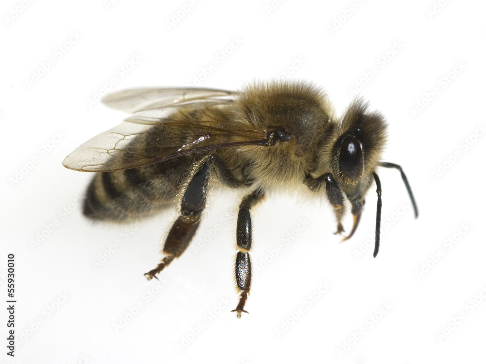 Biene, Apis mellifera; Honigbiene; Insekt Biene, Apis mellifera; Honigbiene; Insekt