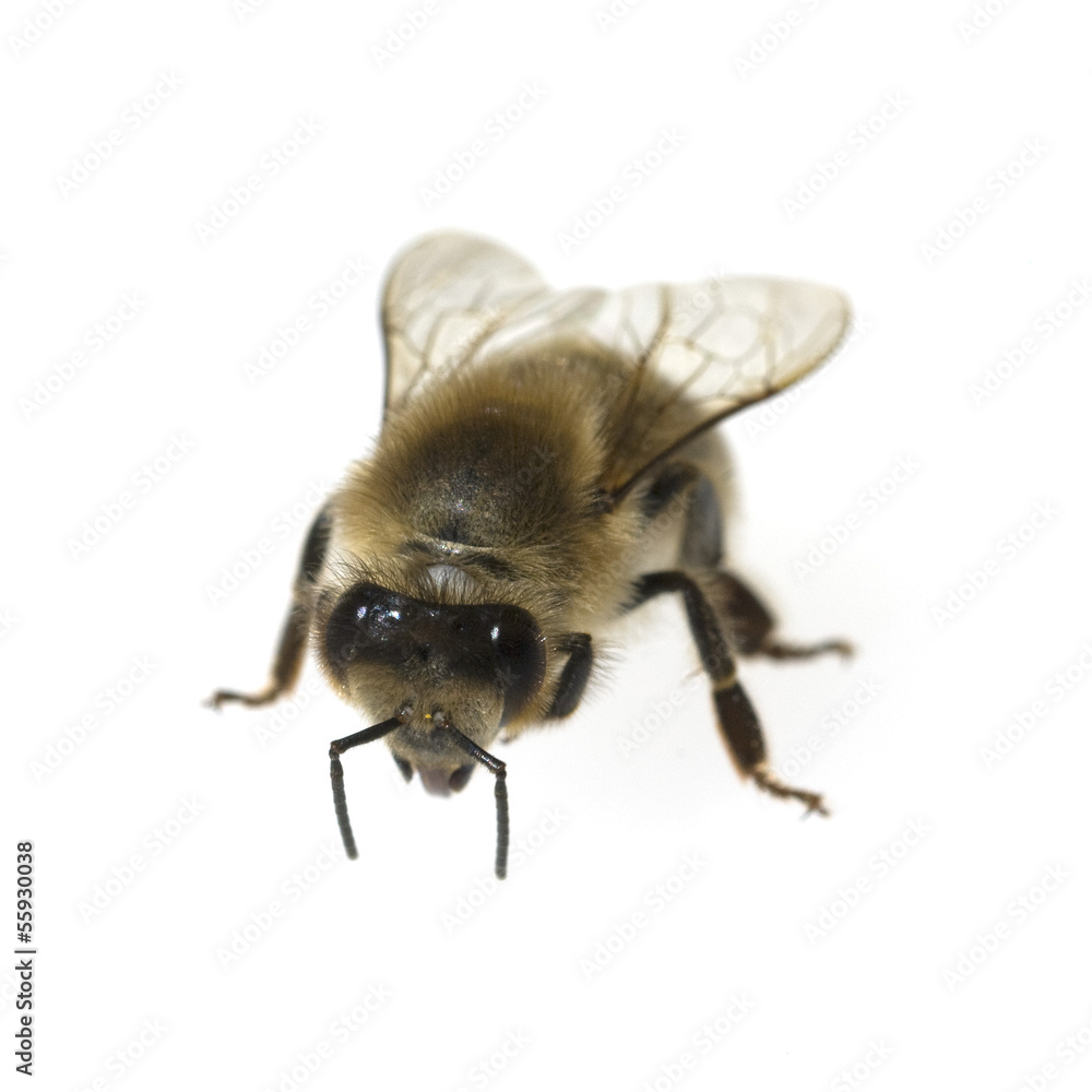 Biene, Apis mellifera; Honigbiene; Insekt Biene, Apis mellifera; Honigbiene; Insekt