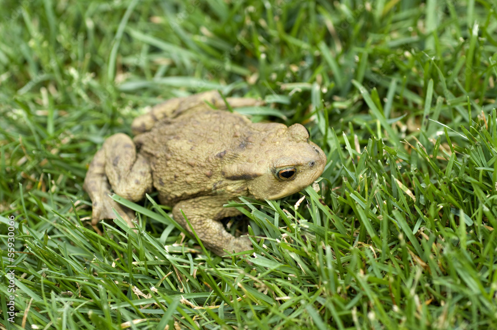 Fototapeta premium Kroete, Bufo bufo, Erdkroete,