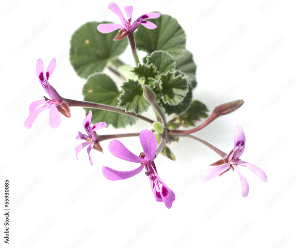 Obraz na plátně Kapland-Pelargonie, Pelargonium sidoides, Duftgeranie,