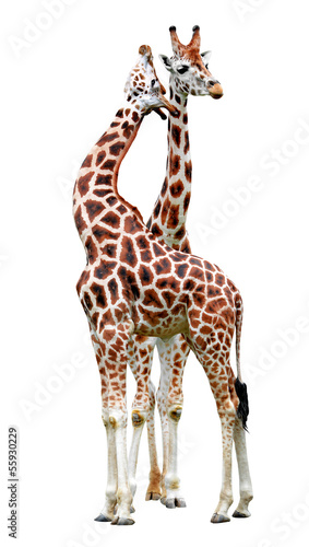 giraffes isolated on white background