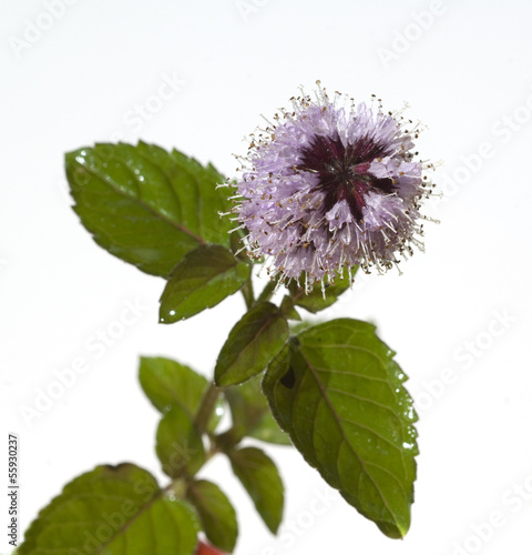 Wasserminze, Mentha aquatica, photo