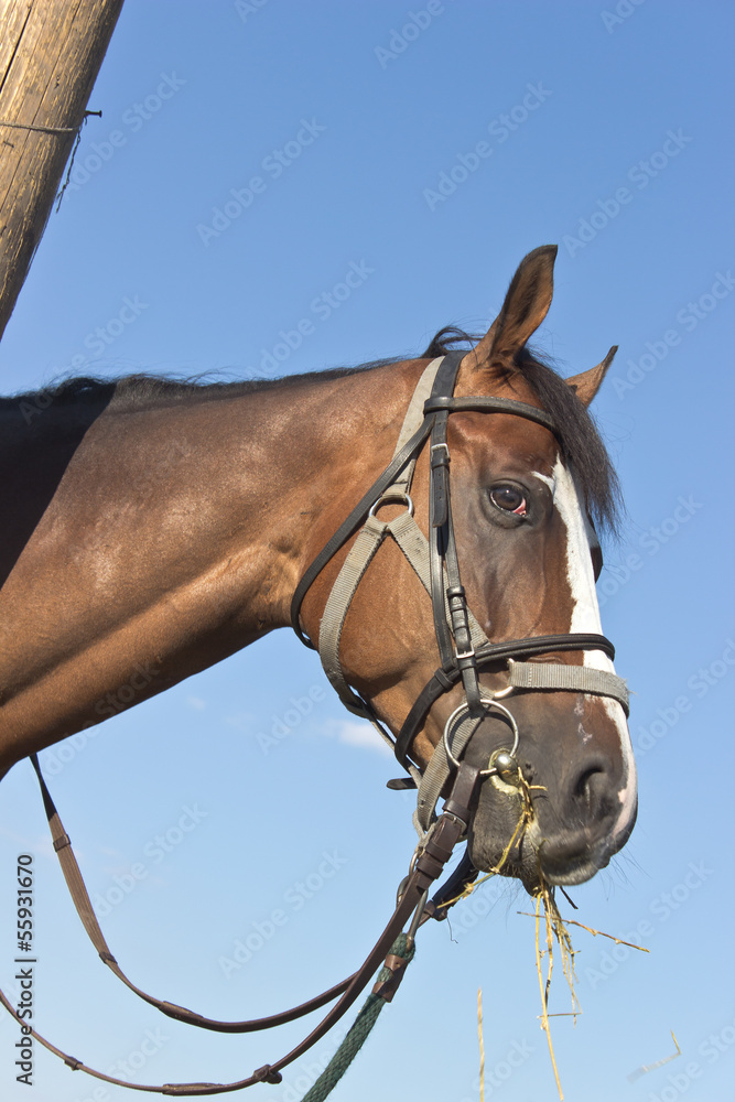 Obraz premium Horse head over blue sky